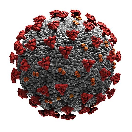 Bild på coronaviruset.