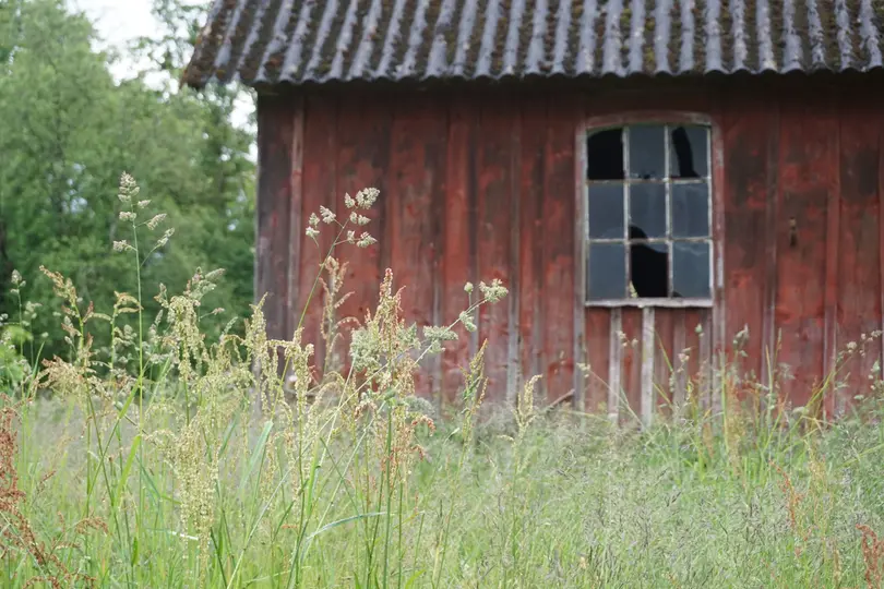 Ett rött ödehus står i bakgrunden, halvt dolt bakom högt vildvuxet gräs.